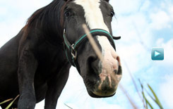 競走馬の販売斡旋